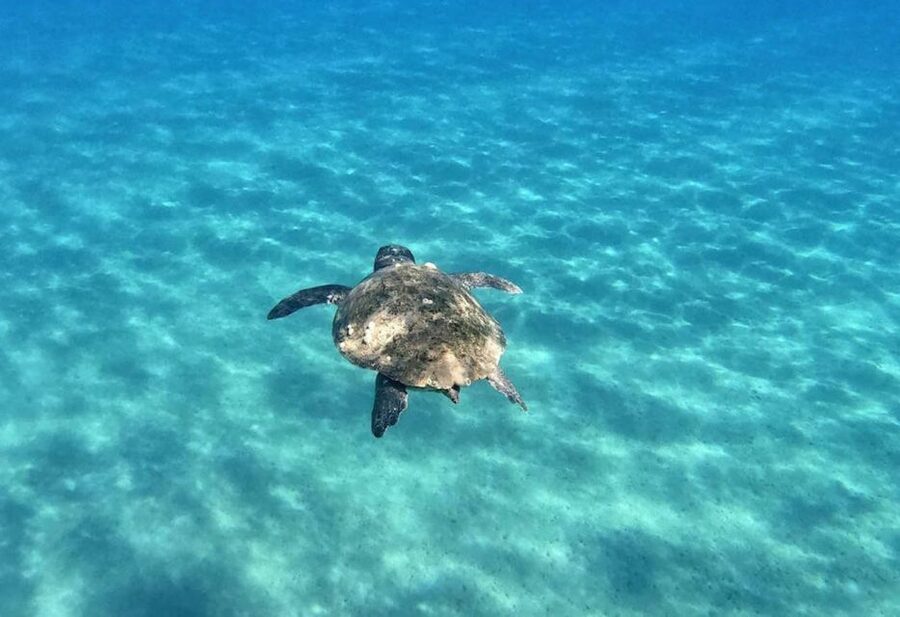 Agios Sostis: Marathonissi, Keri Caves, and Turtle Spotting - Marathonisi, Also Called Turtle Island