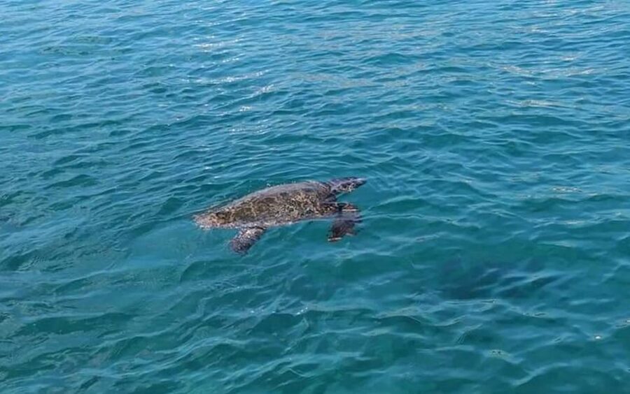 Agios Sostis: Marathonissi, Keri Caves, and Turtle Spotting - What You Get for $29