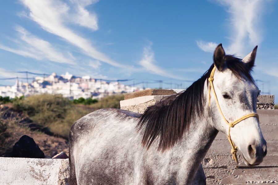Akrotiri: Guided Horseback Riding Day Trip to a Beach - Key points to know before booking