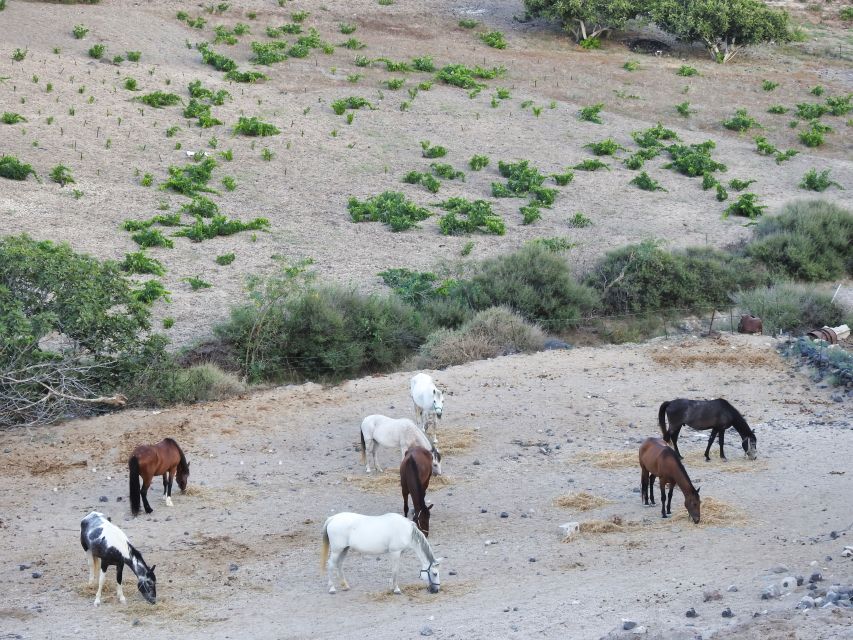 Akrotiri: Guided Horseback Riding Day Trip to a Beach - What the staff do especially well
