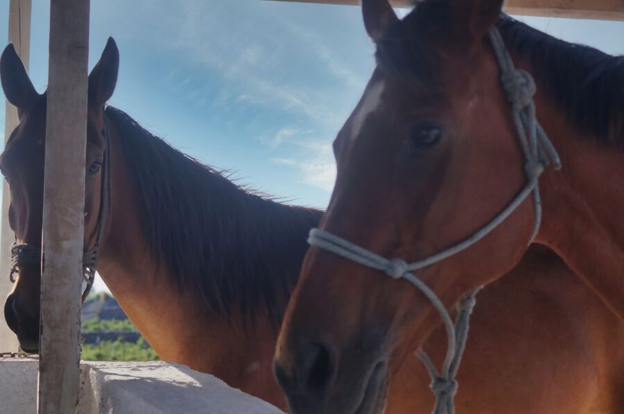 Akrotiri: Guided Horseback Riding Day Trip to a Beach - Along vineyards and volcanic ground