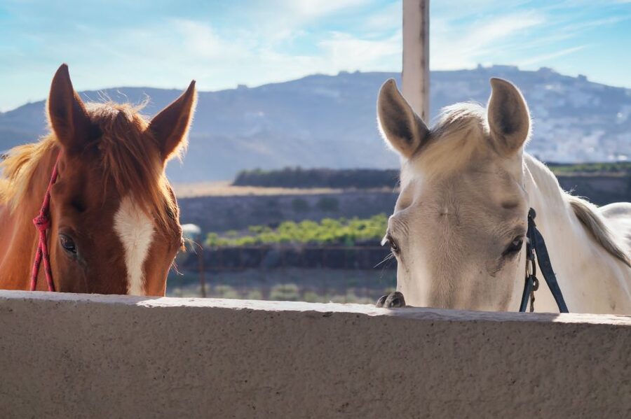 Akrotiri: Guided Horseback Riding Day Trip to a Beach - Timing, heat, and what to bring
