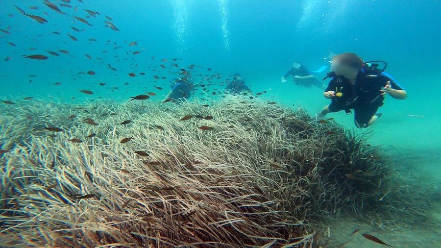 Athens East Coast: Discover Scuba Diving in Nea Makri - Who will enjoy this most