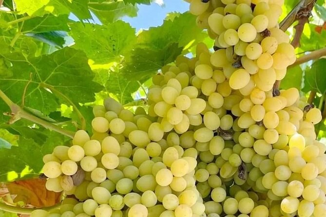 Best Rhodes Tour with Wine Tasting Experience from Cruise Port - A Rhodes winery and the limits of the tasting