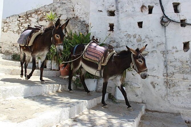 Best Rhodes Tour with Wine Tasting Experience from Cruise Port - Guides, group size, and the feel of the day