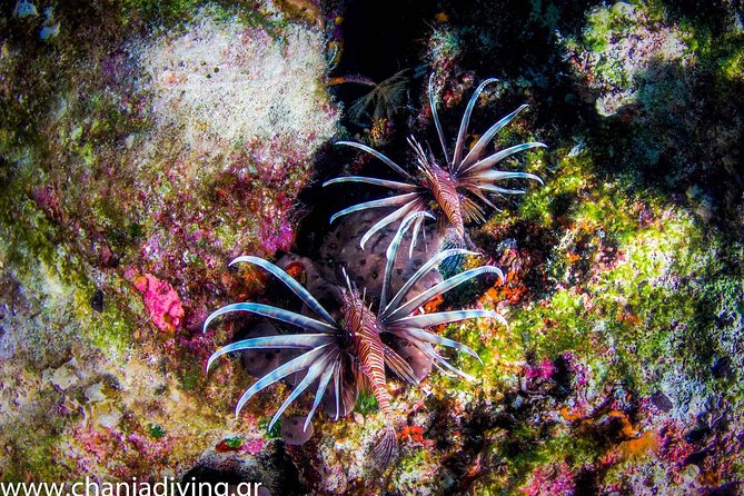 Boat Trip in Crete with Guided Snorkeling and Free Pick up! - Snorkeling near Marathi in calm, clear water