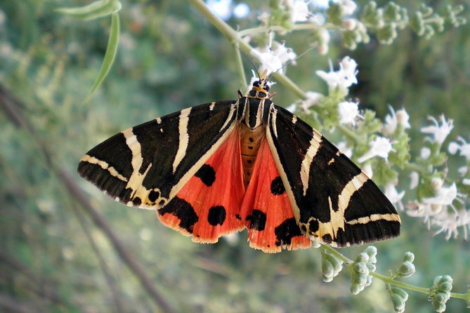 Butterfly Valley & Wine, Olive Oil, Honey Tasting Tour (Small Group) - What this Rhodes tasting tour really includes