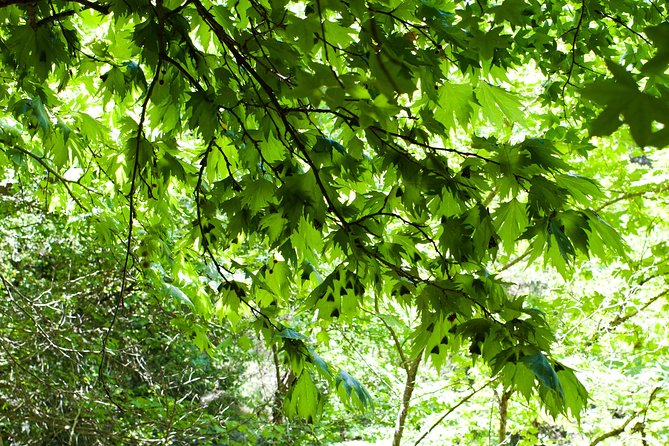 Butterfly Valley & Wine, Olive Oil, Honey Tasting Tour (Small Group) - Wine tasting among the Rhodes vineyards