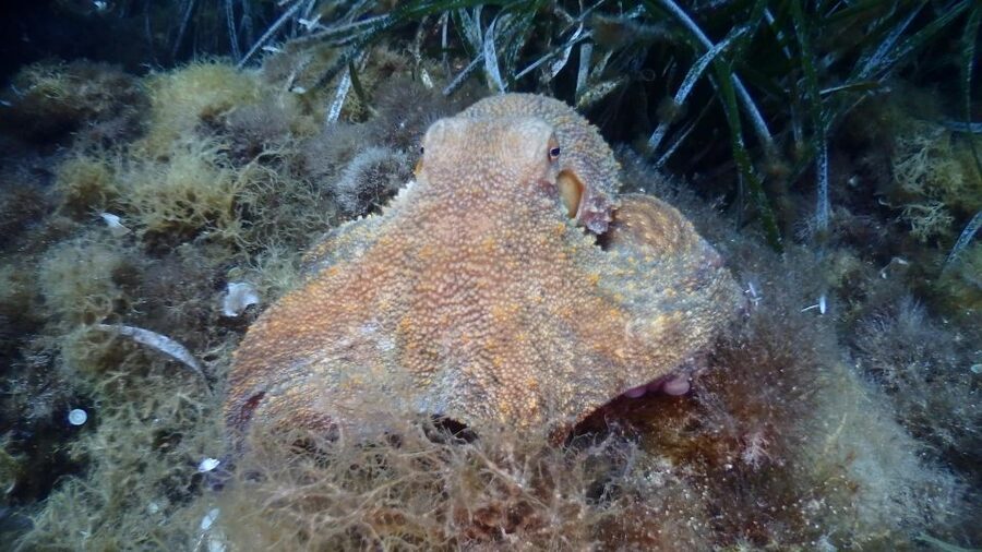 Chalkidiki: Scuba Diving for Beginners in Kassandra - At a Glance