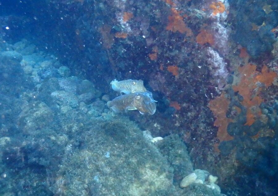 Chalkidiki: Scuba Diving for Beginners in Kassandra - Learning With Emilios and the Dive Greece Team