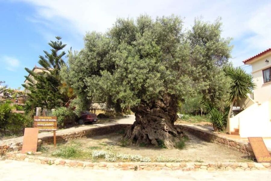 Chania Area: Food Tasting Tour with Winery Visit & Swim Stop - Why this Chania food tour works
