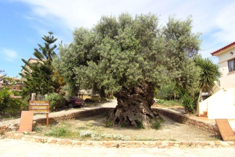 Chania Area: Food Tasting Tour with Winery Visit & Swim Stop - Perivolakia Village, where the tasting begins