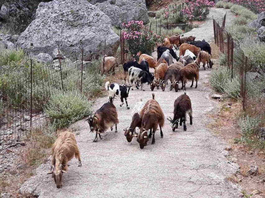 Chania: Balos and Falassarna Tour with Loungers and Lunch - Should you book it?
