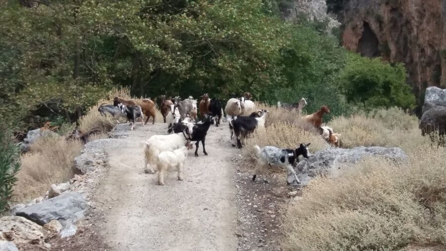 Chania: Milia Mountain Tour w/Lunch Olive Oil/Wine Tastings - Pickup, group size, and practical details