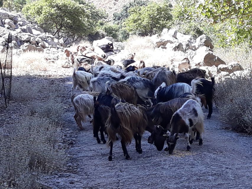 Chania: White Mountains Safari Tour with Lunch and Tastings - Should you book this White Mountains safari?
