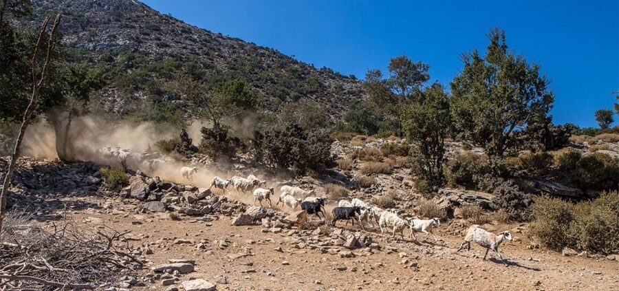 Chania: White Mountains Safari Tour with Lunch and Tastings - Who should book, and who should skip it