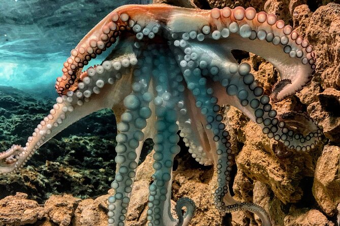 Corfu Aquarium Ticket with Tour Included - What the guided format adds