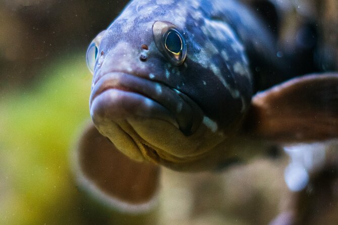 Corfu Aquarium Ticket with Tour Included - Who will enjoy this visit most