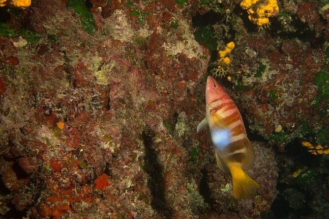Crete-Chania: Snorkeling & Scuba Dive for Beginners by Boat - Who should book this experience?
