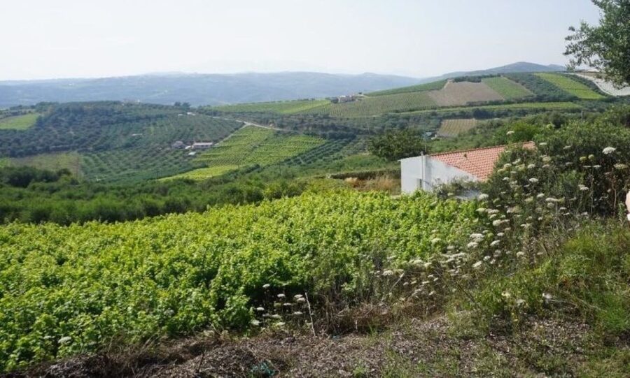 Crete: Full-Day Cretan Wines, Olive Oil, Raki and Food Tour - Is $141 good value?