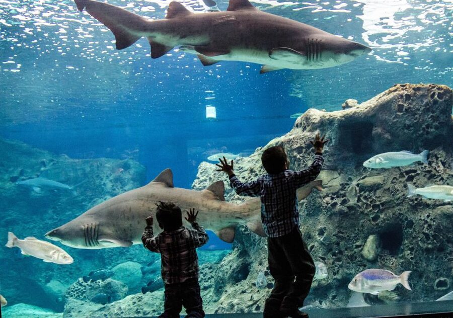 Crete: Heraklion Center, Local Market and Creta Aquarium - How the €23 price adds up