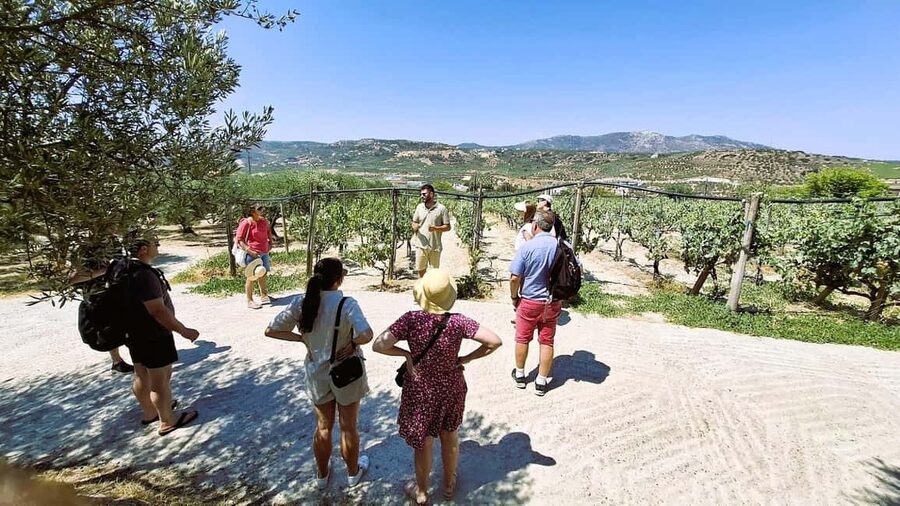 Crete: Knossos Palace, Winery & Olive Oil Tour with Lunch - Why this six-hour Crete outing works