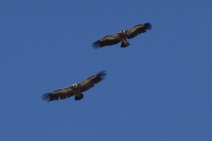 Crete: Land Rover Safari on Minoan Route - Lunch on the Lassithi Plateau