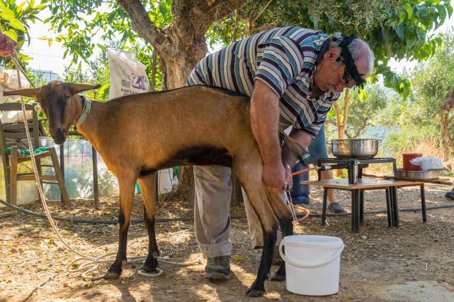 Crete: Lasithi Plateau and Cave of Zeus Off-Road Safari Tour - Potamies and the farm visit