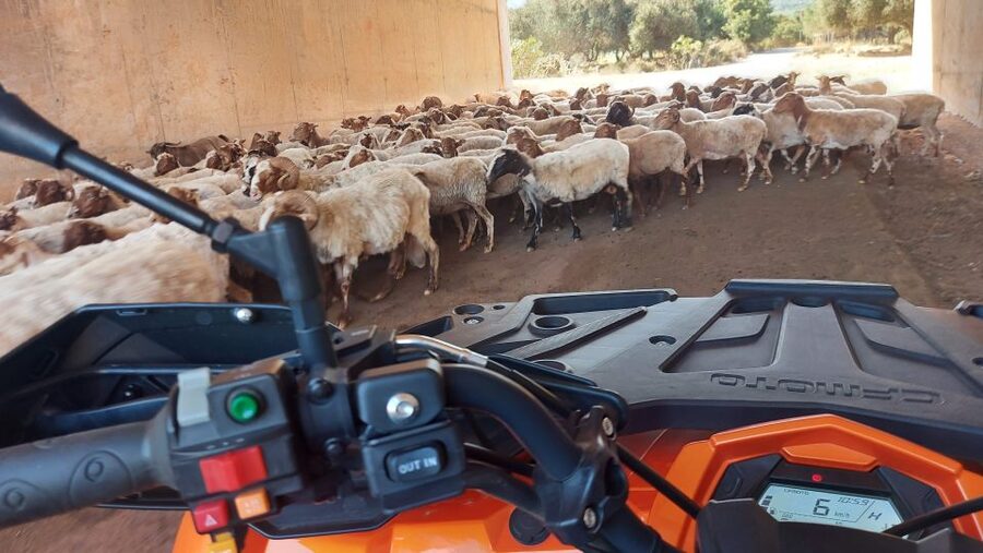 Crete: Off-Road Quad Safari with Lunch/Dinner - Who will enjoy it most?