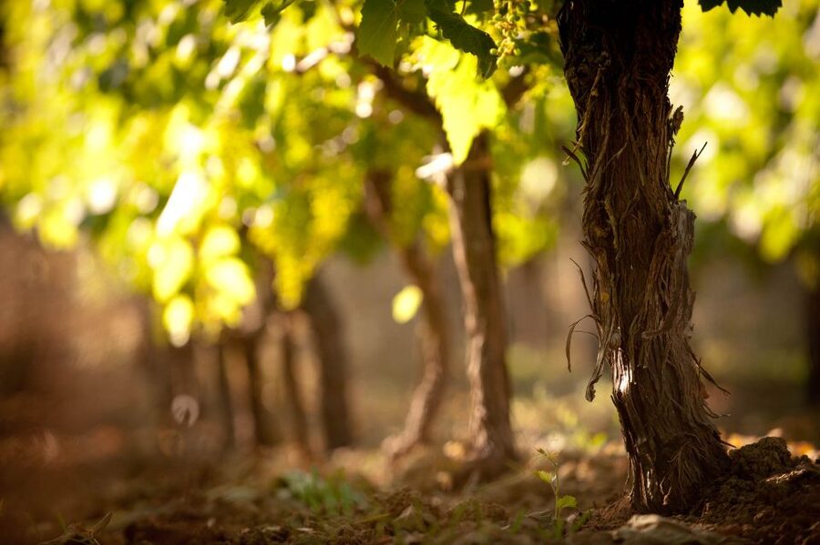 Crete: Olive, Wine, & Raki on a Flavorful Culinary Journey - Why this Cretan food tour works