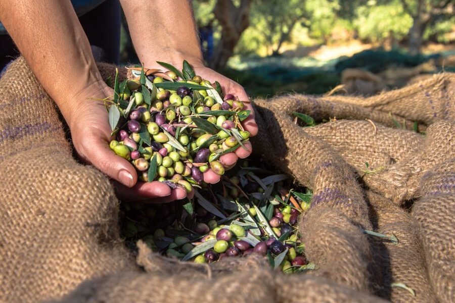 Crete: Olive, Wine, & Raki on a Flavorful Culinary Journey - Stironas: wine, indigenous grapes, and raki
