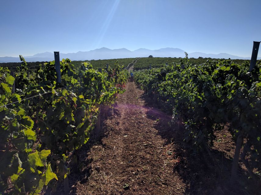 Crete: Olive, Wine, & Raki on a Flavorful Culinary Journey - Archanes adds a village stop