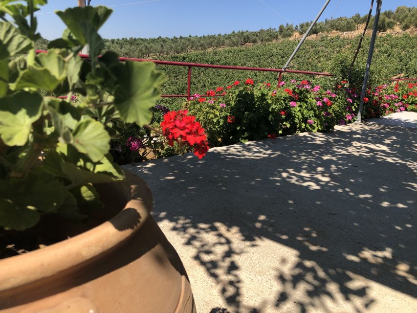 Crete Private Tour: The Secrets of Wine, Olives & Honey - Why this Crete food tour works