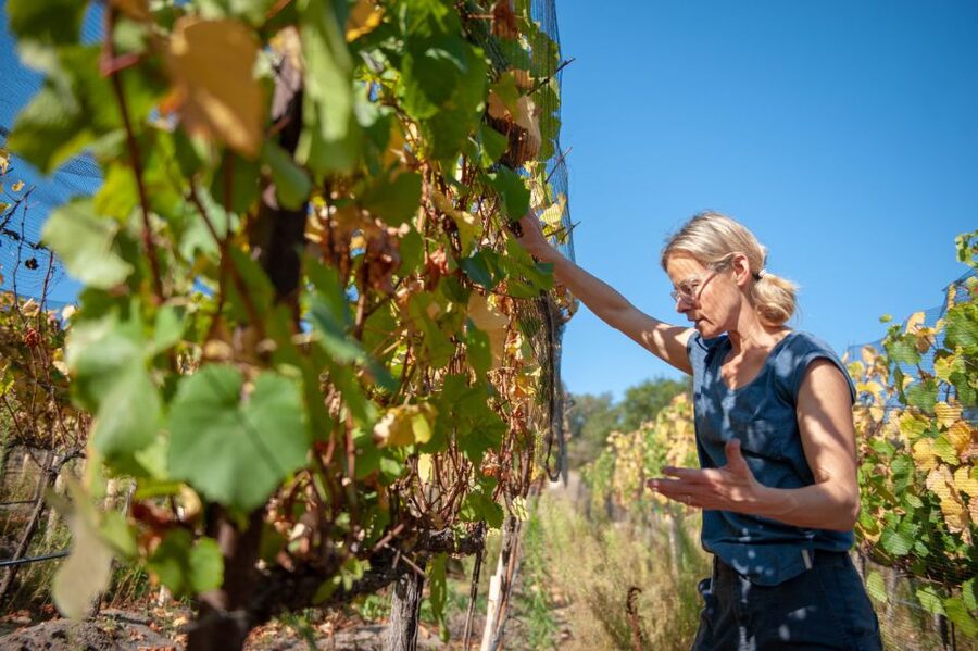 Crete Private Tour: The Secrets of Wine, Olives & Honey - Garazo, where village life takes center stage