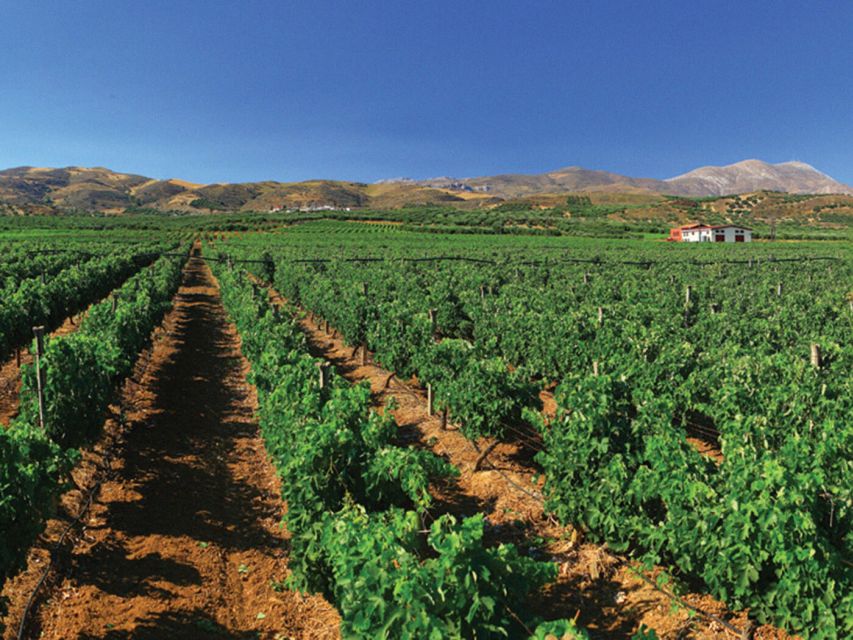 Crete Private Tour: The Secrets of Wine, Olives & Honey - Is $604 good value for six people?