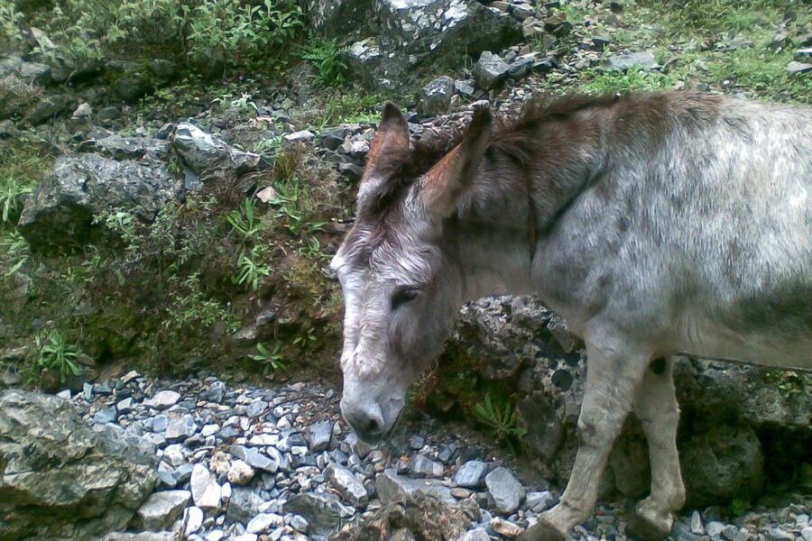 Crete: Samaria Gorge Hiking with transfer and expert Escort - What the Guides Add