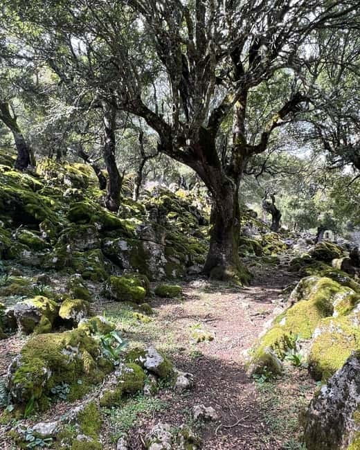 Crete: Sarakina Gorge, Forests, and South Coast Safari - Should you book the Sarakina Gorge safari?