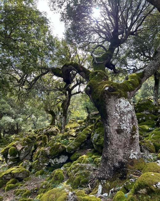 Crete: Sarakina Gorge, Forests, and South Coast Safari - A mountain taverna lunch with local cooking