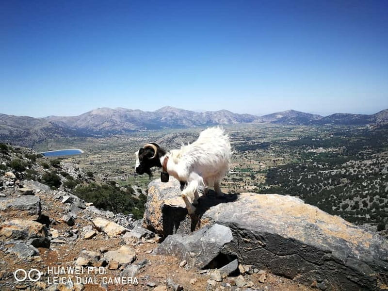 Crete:Zeus & Lassithi Plateau, OliveTasting, Kritza, Pottery - Pottery and the chance to use your hands