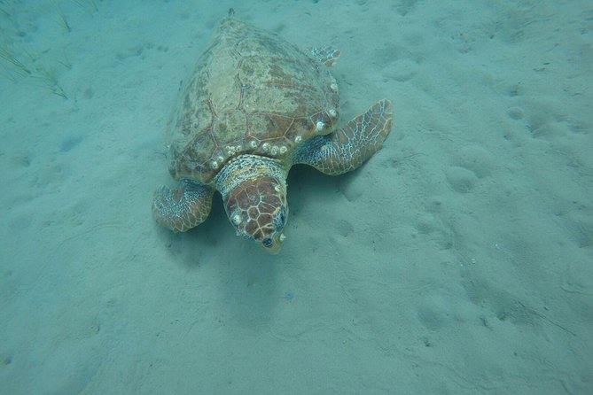 Cruise to turtle's island and caves with a glass bottom boat - Communication, pickup, and the timing problem