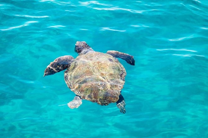 Cruise to turtle's island and caves with a glass bottom boat - What the crew adds to the day