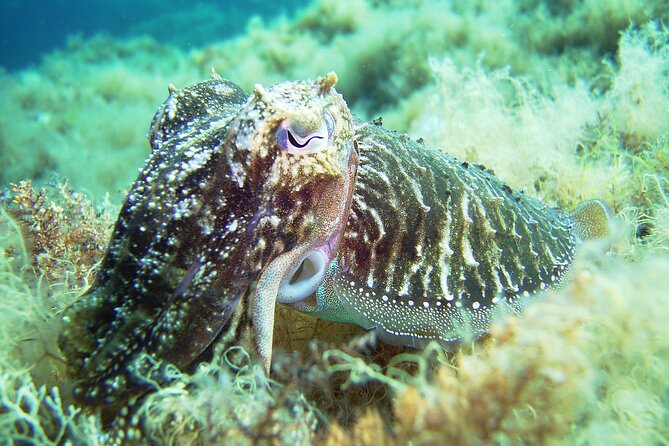 Discover Scuba Diving Adventure in Mykonos - What this Mykonos scuba experience really is