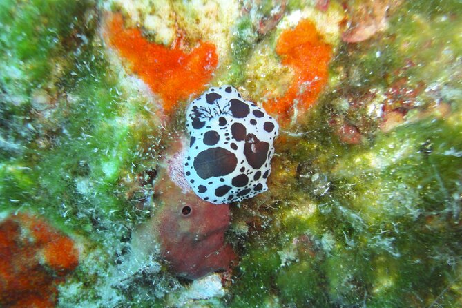 Discover Scuba Diving Adventure in Mykonos - Reaching the home reef from shore