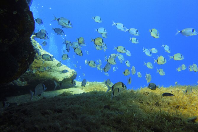 Discover Scuba Diving Adventure in Mykonos - Is $238.94 good value?
