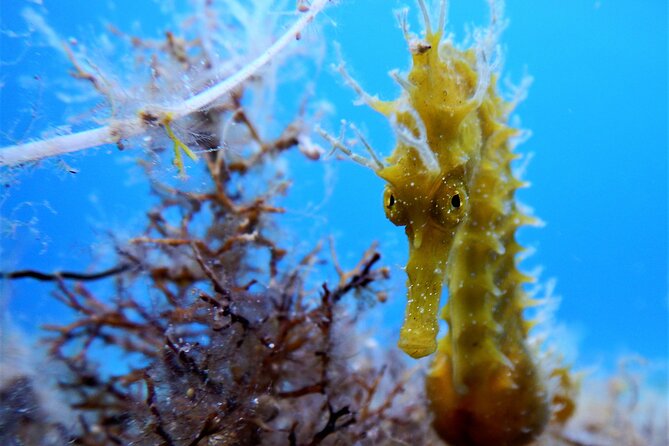 Discover Scuba Diving Adventure in Mykonos - Who will enjoy this most