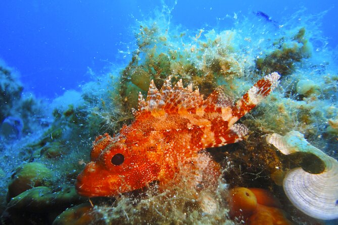 Discover Scuba Diving Adventure in Mykonos - Paradise Beach sets the scene