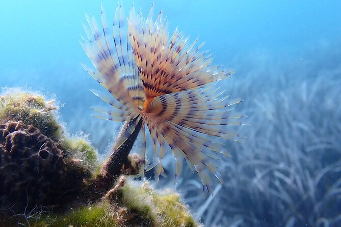 Discover Scuba Diving in Santorini - Weather, cancellation, and confirmation details