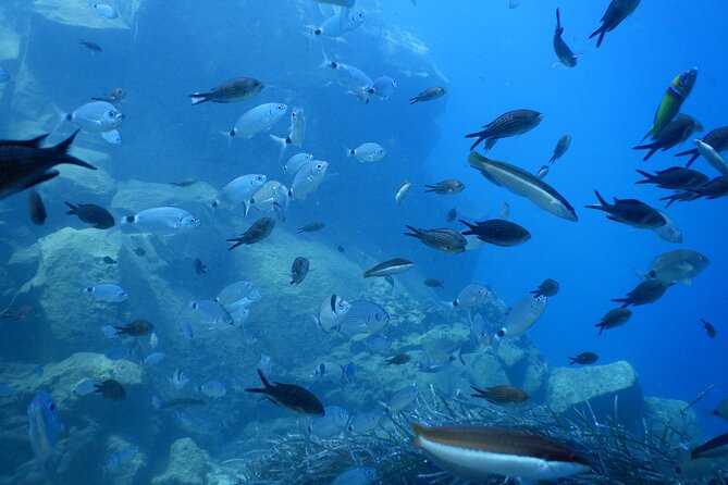 Discover Scuba Diving in Santorini - Is the $118.58 price fair?