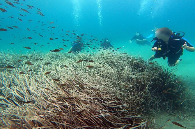Discover Small Group Scuba Diving Experience in Nea Makri, Athens - Learning the basics before entering the sea