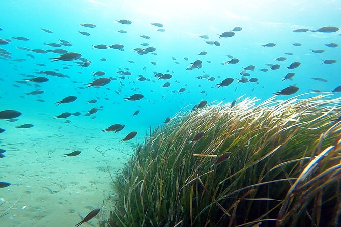 Discover Small Group Scuba Diving Experience in Nea Makri, Athens - Who will enjoy this most